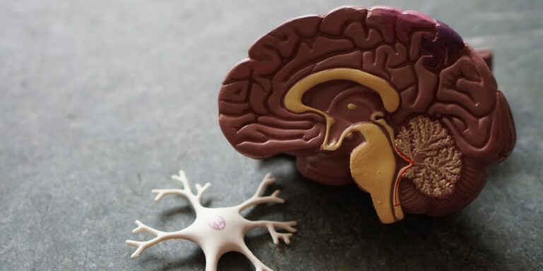 Darm-Hirn-Verbindung