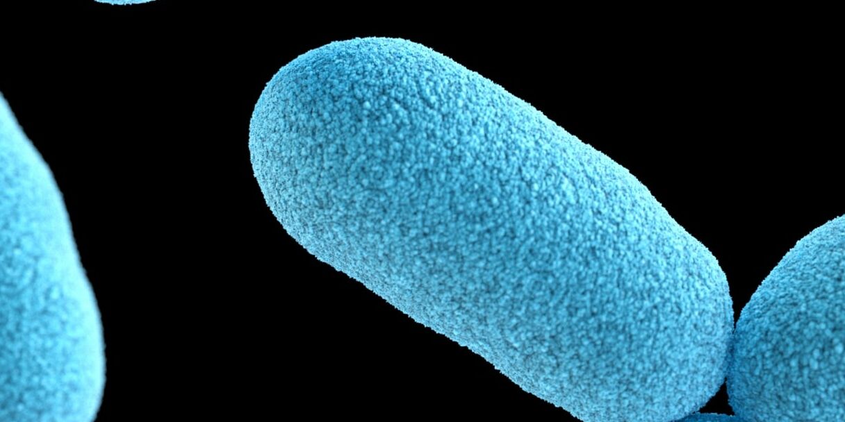 c difficile dysbiose